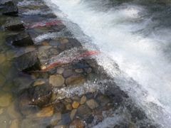 -鹿亭中村