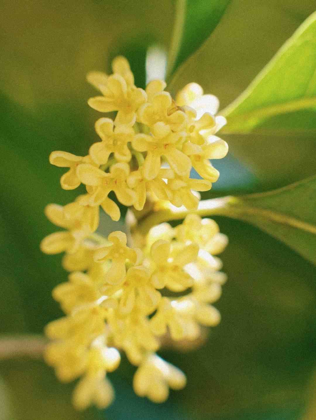 桂花盛开,芳香四溢的季节