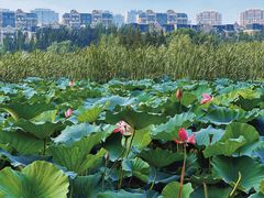 -前关湿地公园