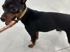 -纳吉亚猫专科动物诊疗中心(蒋宅口分院)