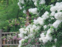 -上海共青森林公园