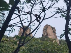 -大岭沟猕猴桃谷风景区