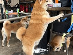-柴犬高等学院·狗咖·柴犬售卖·宠物训练