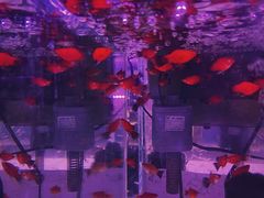 -苏州艺都古玩花鸟市场