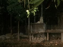 -清迈夜间动物园