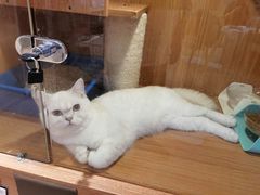 -Pets First伊珊娜洗护·精致美容·家庭式寄养(新会路店)