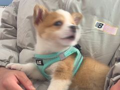 -博特宠物医院24h犬猫全科.骨科·异宠