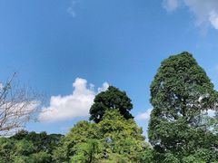 -新加坡植物园