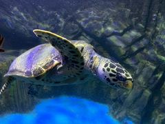 -太平洋海底世界