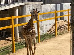 -西霞口神雕山野生动物世界