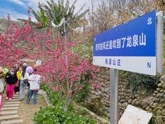 -桃源山庄·水蜜桃采摘·柴火鸡·烧烤团建(龙泉山店)