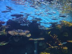 -华夏文旅海洋公园