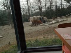 -上海野生动物园老虎餐厅