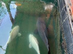-蓝湾碧波·老字号·疍家非遗海上餐厅