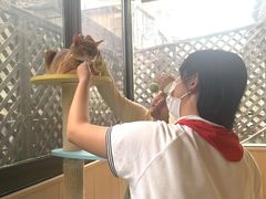 -MOCHA明星猫咖(田子坊店)