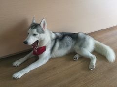 -Husky Go! 哈士奇体验馆·宠物咖啡厅狗咖