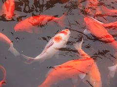 -西湖外事游船(花港观鱼码头)