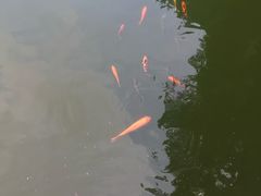 -九龙公园