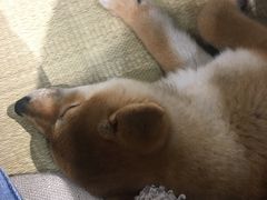-逗柴咖啡屋·狗咖猫咖宠物桌游