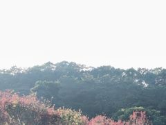 -广州市帽峰山景区