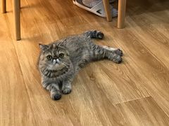 -滚猫咖啡·猫咖·猫友好撸猫(未来城店)