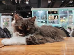 -猫小院猫主题餐厅(三里屯店)