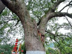 -新安江山水画廊风景区
