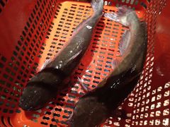 -老板恋上鱼(印象城店)