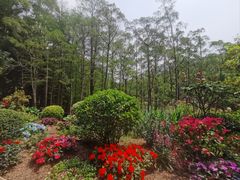 -深圳仙湖植物园