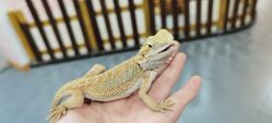 -Moni星球萌宠·小马宝莉·灵蛇·高端高阶全萌宠互动体验俱乐部(红豆国际广场店)