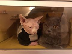 -猫友咖啡店(玉林西路店)