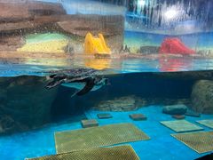 -海合安武汉极地海洋公园