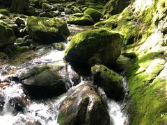 -牛背梁国家森林公园