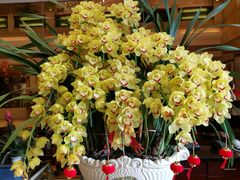 -黄埔华苑酒家(黄埔店)