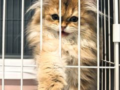 -翊宠yipet猫狗购宠庄园犬舍•猫舍