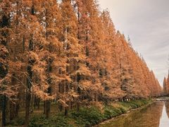 -黄海国家森林公园