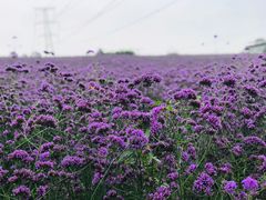 -紫颐香薰山谷景区