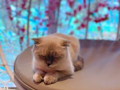 -藏猫猫咖啡主题馆(中央大道店)