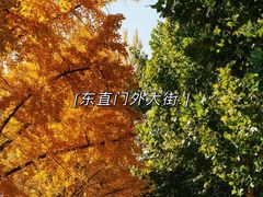 -三里屯东五街银杏大道