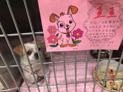 -东莞宠友24H宠物中心医院·转诊夜诊·异宠(新河北路院)