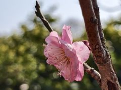 -无锡梅园公园