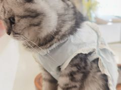 -共舞时光猫咖·狗咖(新街口店)