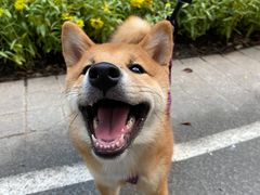 -柴犬高等学院·狗咖·柴犬售卖·宠物训练