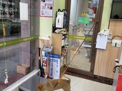 -瑞鹏宠物医院·夜间急症·心超·猫科(祖庙分店)