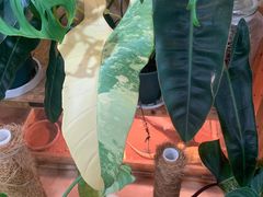 -Rabbit Cafe私房西餐甜点咖啡(栖霞路店)