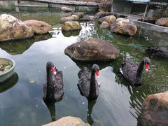 -花果山庄•现烤荔枝柴烧鹅