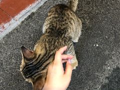 -陈伯手工鱼丸(鼓浪屿沙滩店)