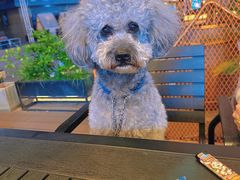 -Ambra Haus琥珀屋精酿餐厅(宝山店)