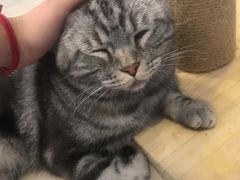 -平行世界·猫咖(首经贸店)