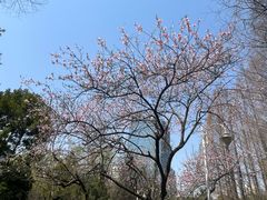 -新虹桥中心花园